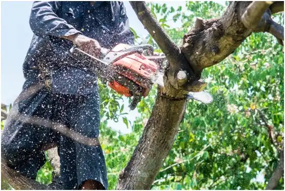 tree services Bend